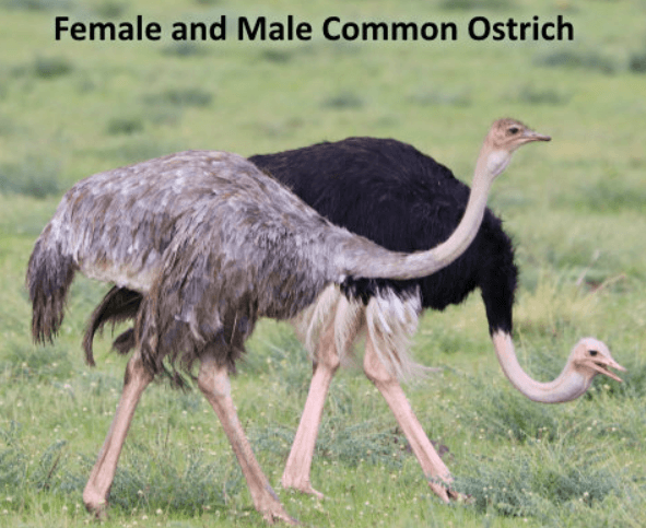 Birds Names in English, List of 50 Birds Name_6.1