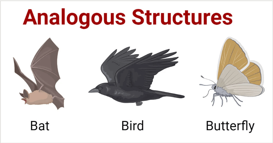 Homologous and Analogous Structures - Differences and Importance_5.1