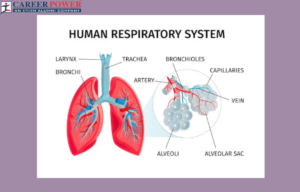 human respiratory system