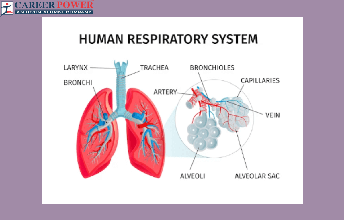 Human respiratory system definition diagram parts and function