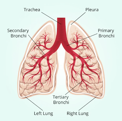 Human Respiratory System: Definition, Diagram, Parts and Function_5.1