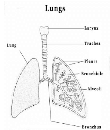 Structure of Lungs: Definition, Diagram and Functions_4.1