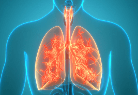 Structure of Lungs: Definition, Diagram and Functions_3.1