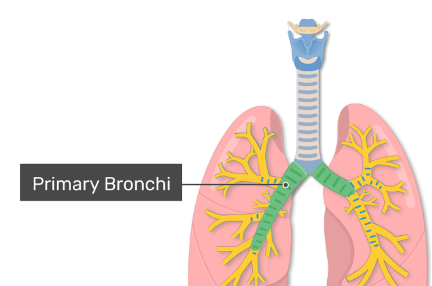 Structure of Lungs: Definition, Diagram and Functions_6.1