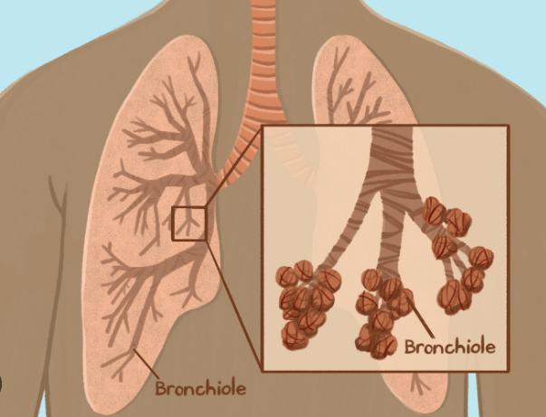 Structure of Lungs: Definition, Diagram and Functions_7.1