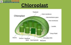 Chloroplast