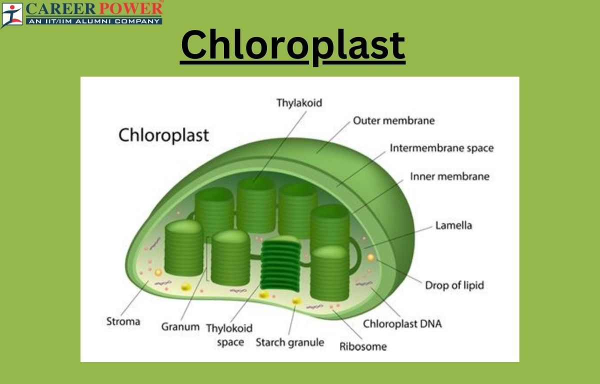 Chloroplast