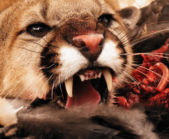Carnivores Animals: Name, List, and Examples_5.1