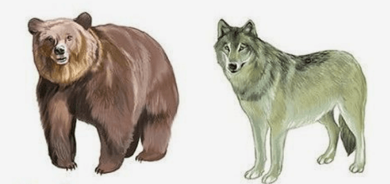 Carnivores Animals: Name, List, and Examples_4.1