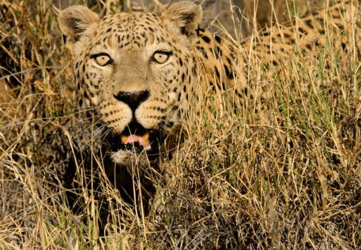 Carnivores Animals: Name, List, and Examples_6.1