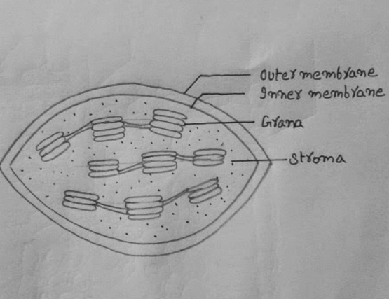 Chloroplast: Definition, Diagram, Functions and Structure_4.1