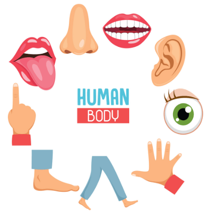 Body Parts Name, All 50 Body Parts Name in English_3.1