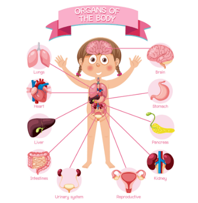 Internal Body Parts Name with Pictures