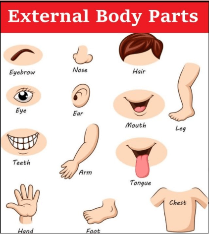 External Body Parts Name with Pictures