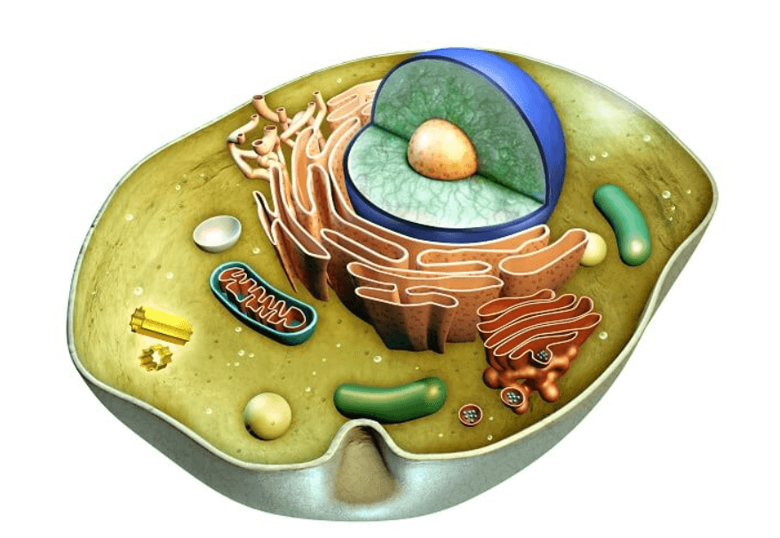 Animal Cell Diagram, Structure, Parts, Definition and Functions_3.1