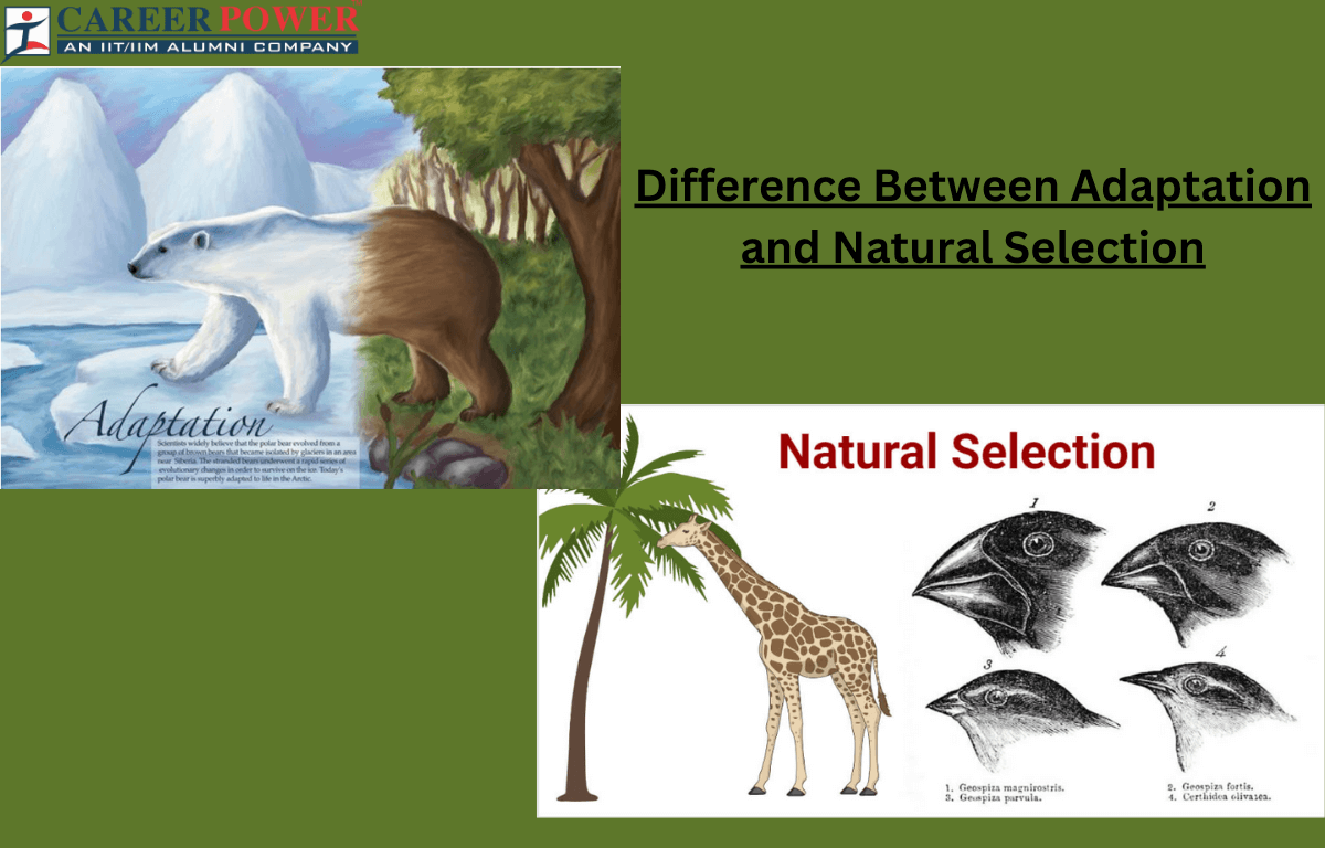 Adaptation on sale