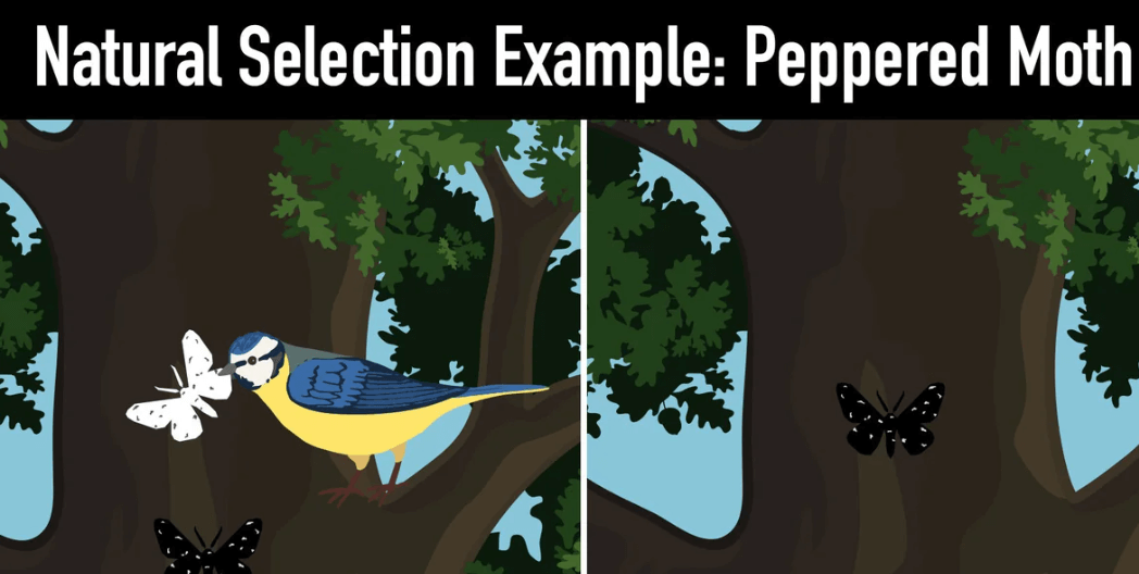 Adaptation and Natural Selection: Definition, Differences, and Importance_4.1