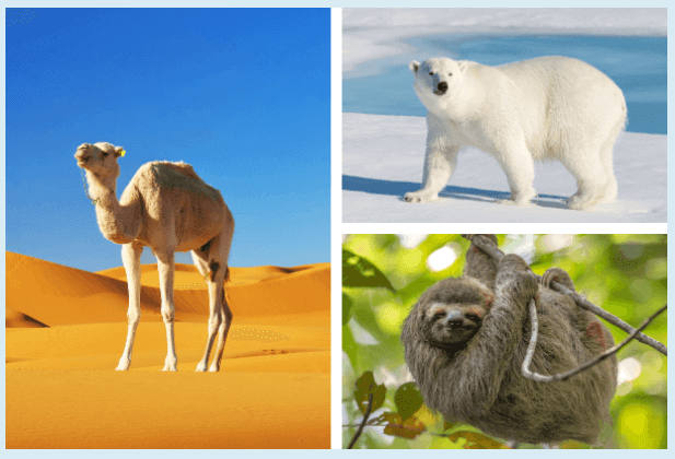 Adaptation and Natural Selection: Definition, Differences, and Importance_3.1