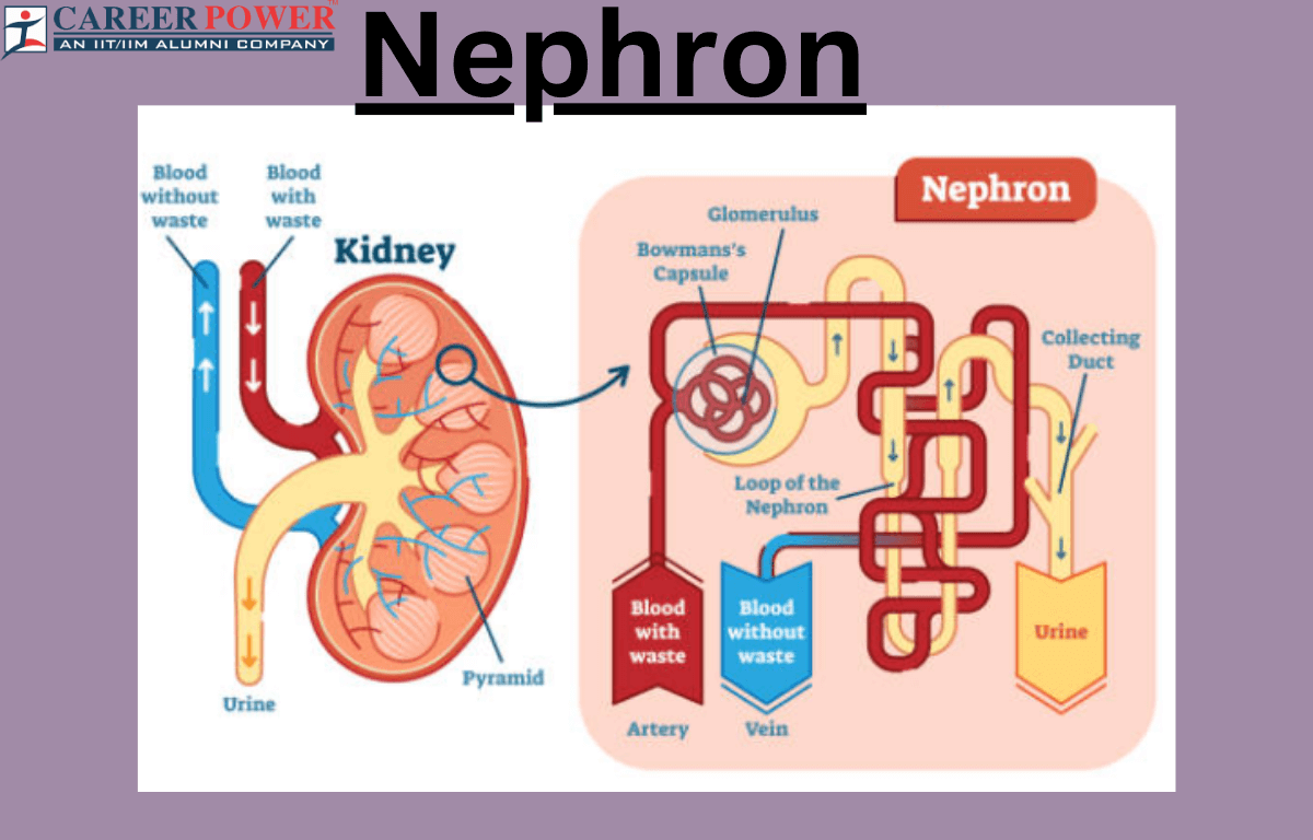 Nephron