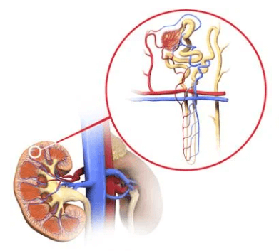 Nephron: Definition, Structure, Types, and Functions_3.1