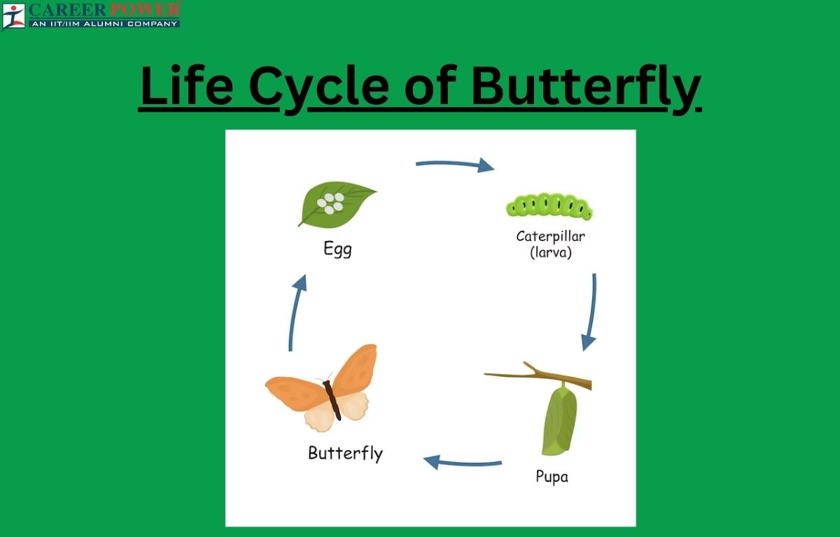 Life cycle cycle outlet
