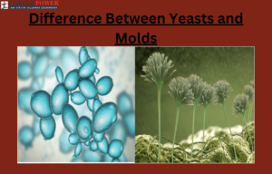 difference between molds and yeasts