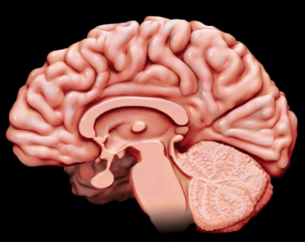 Difference Between Brain and Spinal Cord_3.1