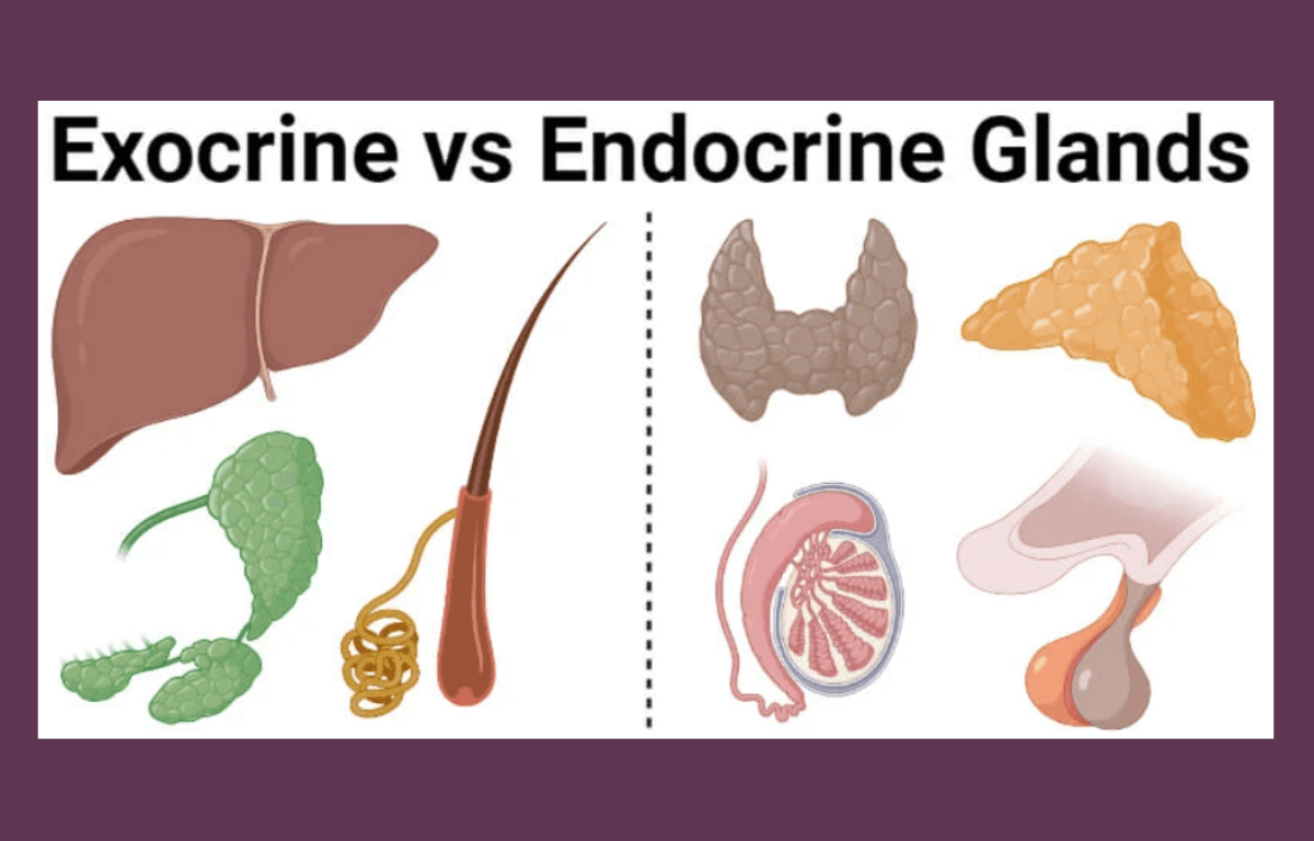 difference between exocrine and endocrine gland
