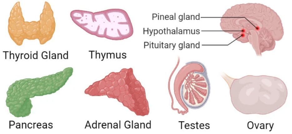 Endocrine and Exocrine Glands: Definition, Differences, and Importance_3.1