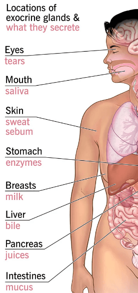 Endocrine and Exocrine Glands: Definition, Differences, and Importance_4.1