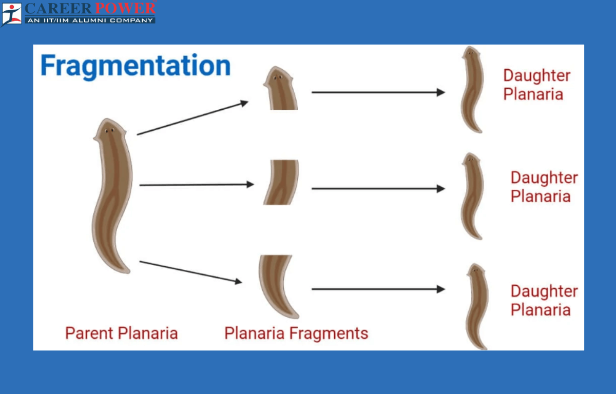 Fragmentation: Definition, Diagram, Examples and its Process