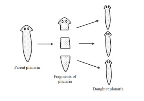Fragmentation: Definition, Diagram, Examples and its Process
