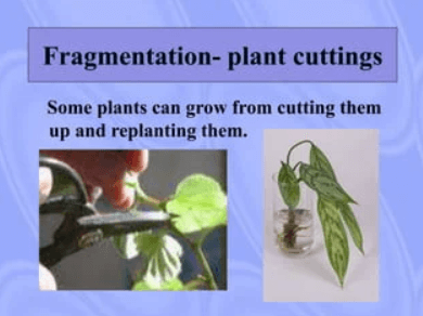 Fragmentation: Definition, Diagram, Examples and its Process_6.1