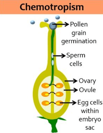 Tropism in Plants - Detailed Explanation with Types_8.1