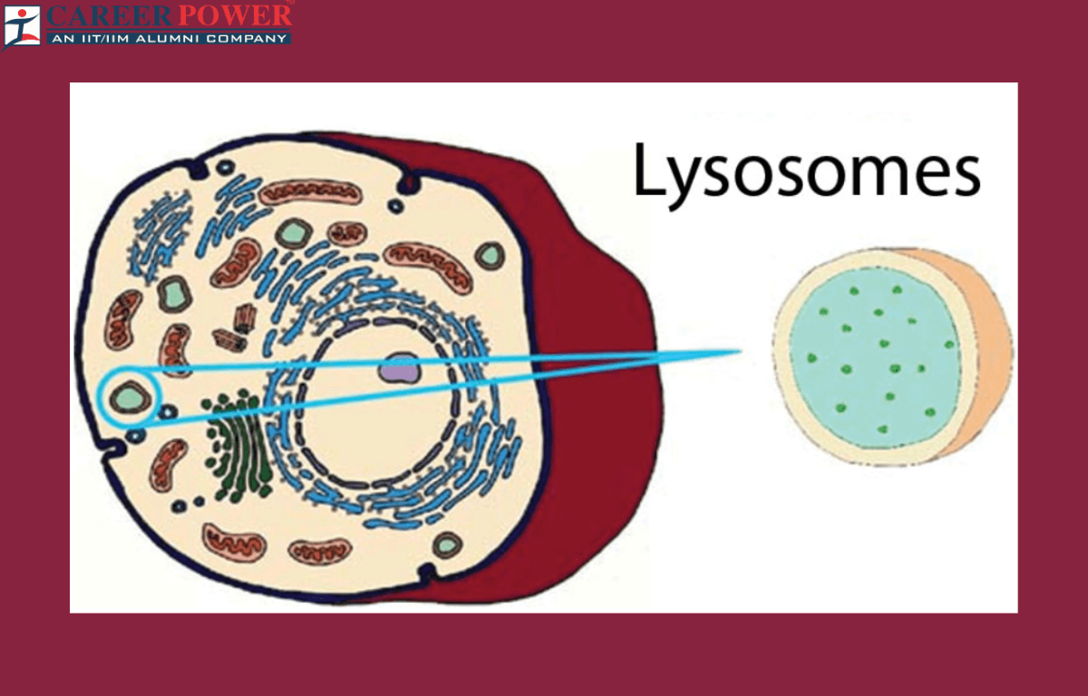 lysosomes