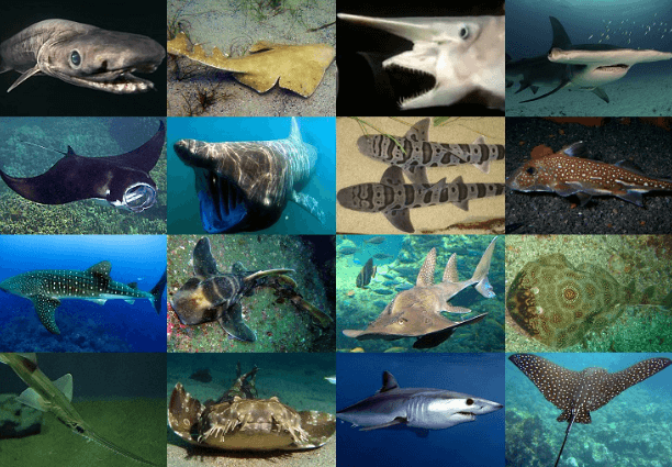 Cartilaginous Fish Examples