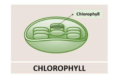 What is Chlorophyll - Types, Structure and Benefits_5.1