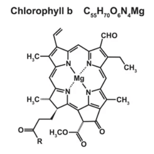 What is Chlorophyll - Types, Structure and Benefits_7.1