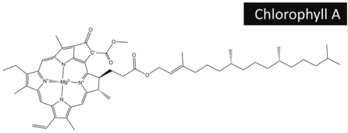 What is Chlorophyll - Types, Structure and Benefits_6.1