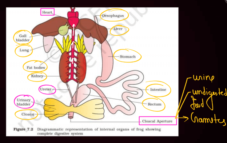 Frogs - Anatomy, Morphology, and Features (Complete Guide)