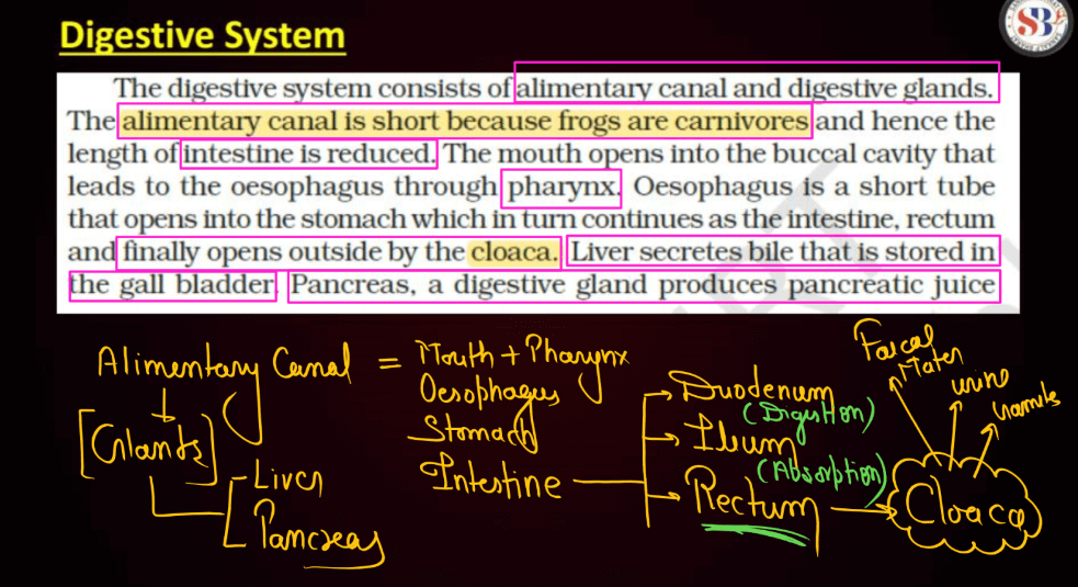 Frogs - Anatomy, Morphology, and Features (Complete Guide)_6.1