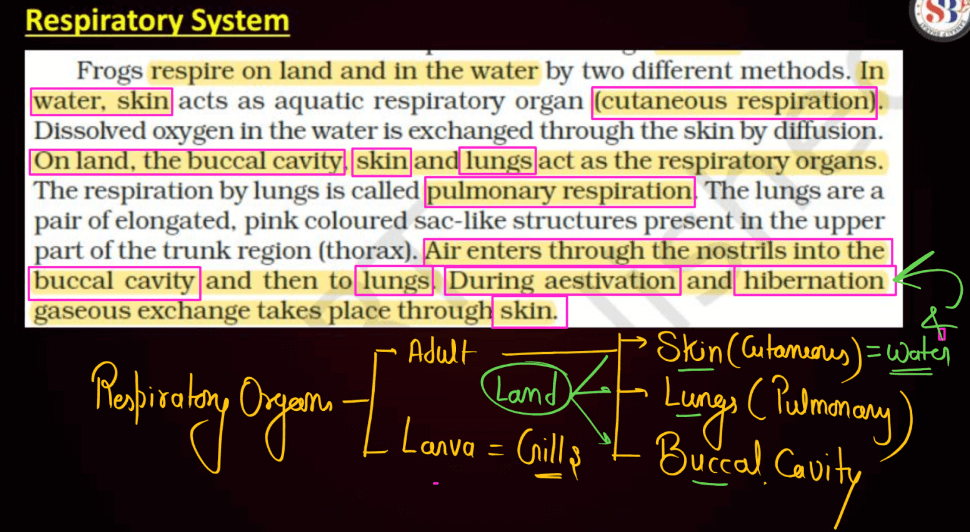 Frogs - Anatomy, Morphology, and Features (Complete Guide)_7.1