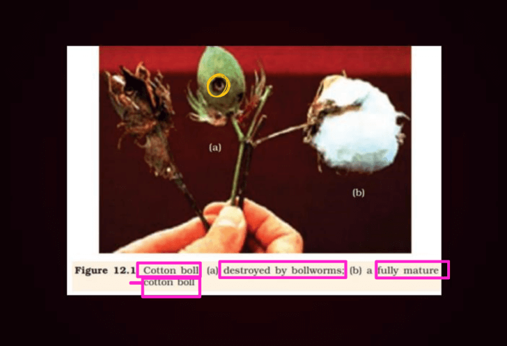 Biotechnology and Its Applications Class 12th Notes (Complete Guide)_5.1