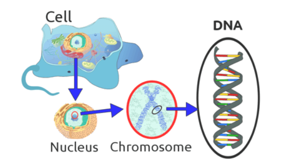 Basic Concepts and Terms of Genetics - Mendel's Experiment_3.1