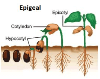 Seed Germination: Definition, Process, and Factors Affecting the Process_4.1