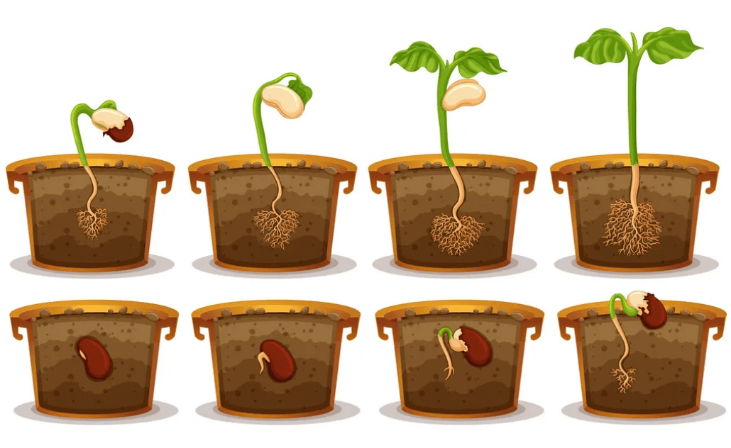 Seed Germination: Definition, Process, and Factors Affecting the Process_6.1