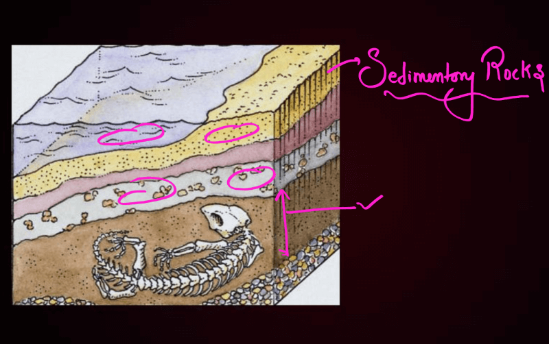 Evidence of Evolution - All Types of Evidence in Favour of Evolution_6.1