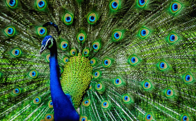 Birds Names in English, List of 50 Birds Name_4.1
