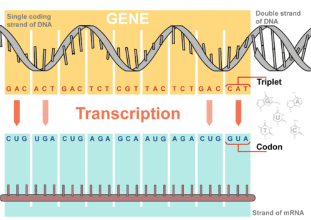 Replication and Transcription: Definition, Differences, and their Functions_4.1