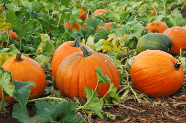 50 Vegetables Name for Kids in English and Hindi_4.1